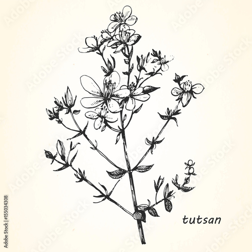 Hand-drawn illustration of Tutsan. Vector
