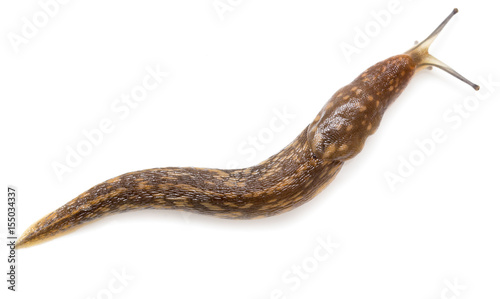 Slug snail on white background