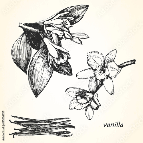 Hand-drawn illustration of Vanilla. Vector