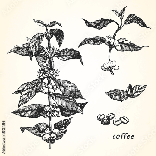 Hand-drawn illustration of Coffee. Vector