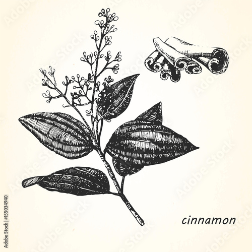 Hand-drawn illustration of Cinnamon. Vector