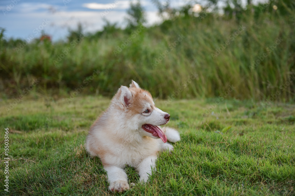Siberian Husky Puppy Lie Down On The Grass. Siberian Husky Puppy Lie Down On The Grass.