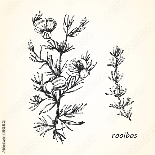 Hand-drawn illustration of Rooibos. Vector