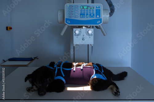 Vet X-ray, Veterinary care

