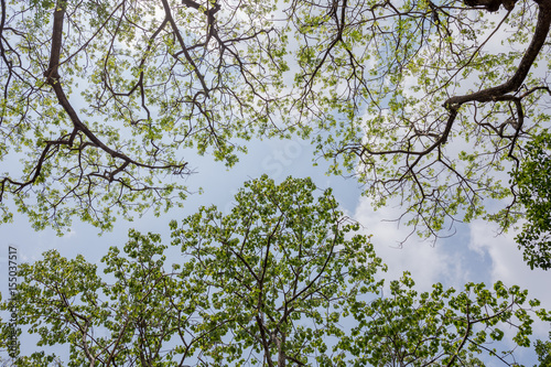 Crown Shyness Trees In Park Of Thailand.