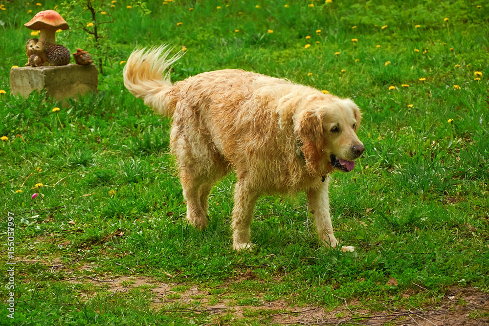 Fototapeta premium big dog walks in Park in spring