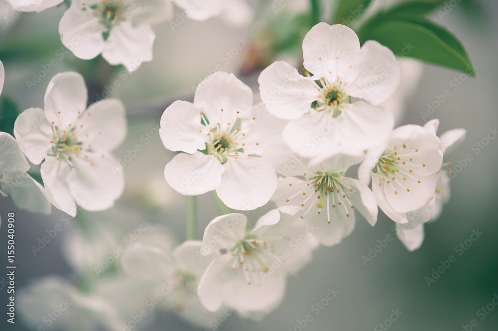 Blossoming of cherry flowers in spring time, natural seasonal floral background. Macro image