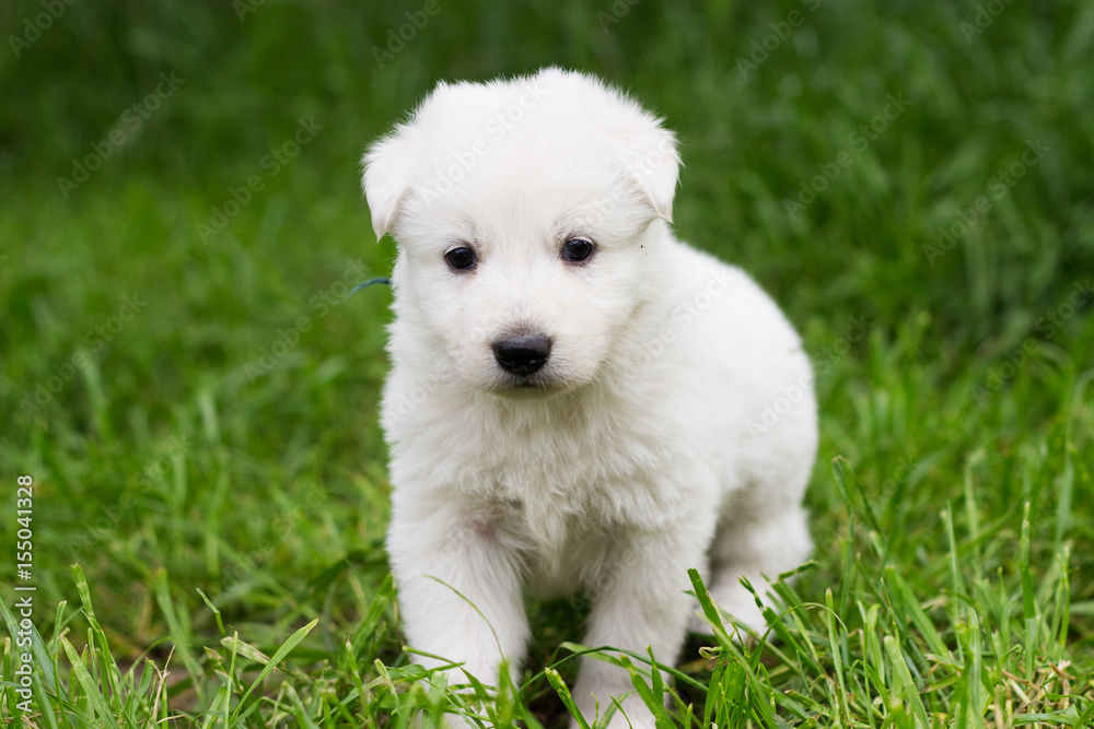 White shepherd puppy on the grass White shepherd puppy on the grass