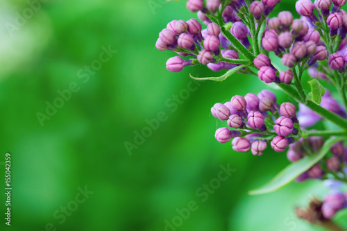 Beautiful blossoming lilac (syringa) on blurred green background. Closed spring flowers lilac. Abstract soft floral background with empty space for text. Greeting card.