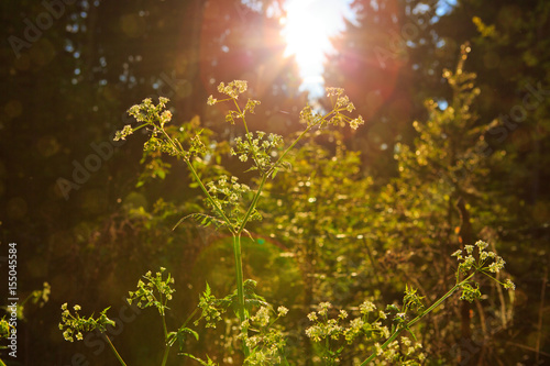 Fresh green leaves in a forest framing the sun . © Swetlana Wall