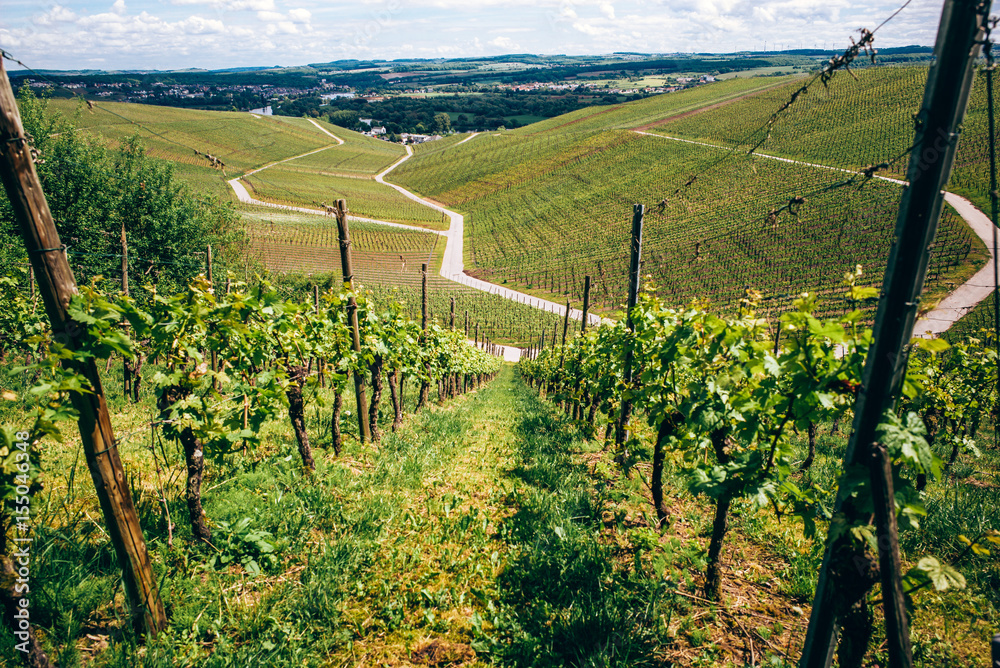 Vineyards in Luxembourg