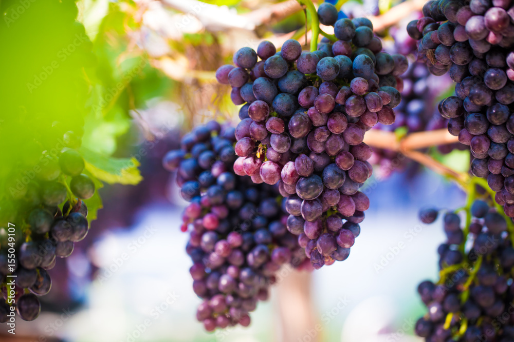 Red wine grape on tree branch, Vineyard industry Red wine grape on tree branch, Vineyard industry