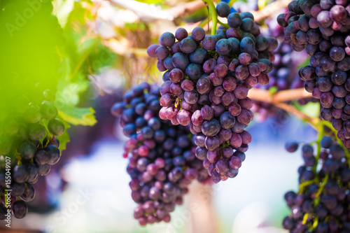Red wine grape on tree branch, Vineyard industry