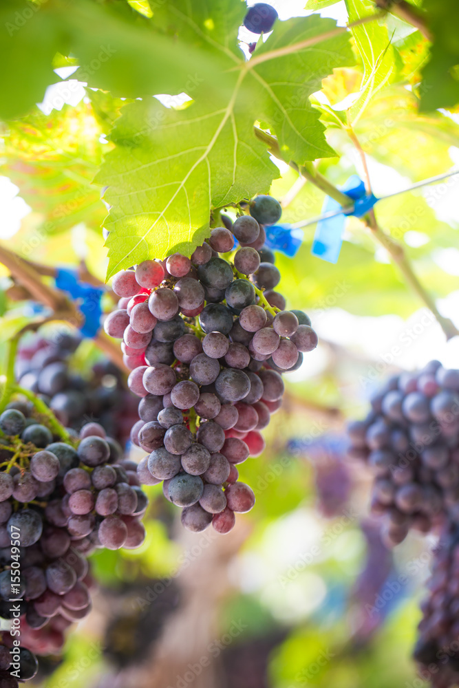 Fototapeta premium Wine grape on vineyard branch