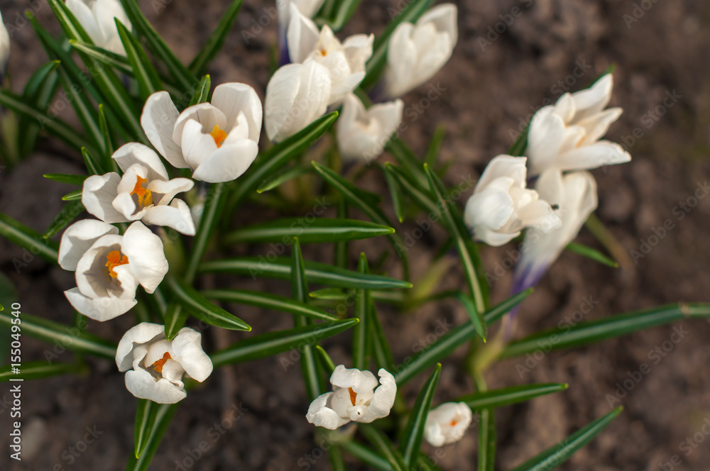 first spring flowers, snowdrops in garden, sunlight first spring flowers, snowdrops in garden, sunlight