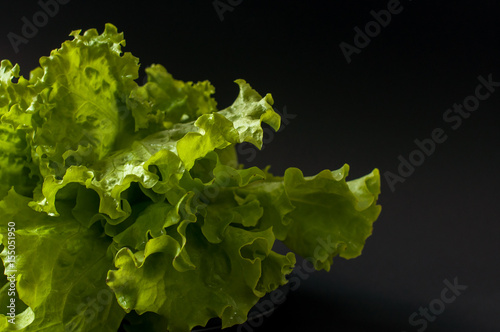 Salad leaf. Lettuce on black background.