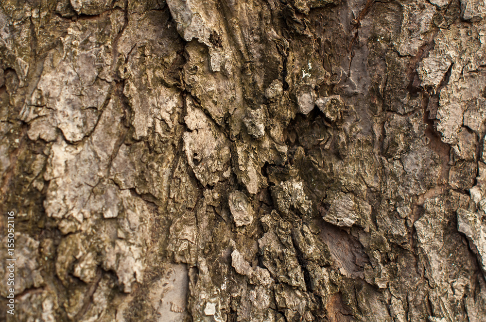 Bark of Pine Tree Bark of Pine Tree