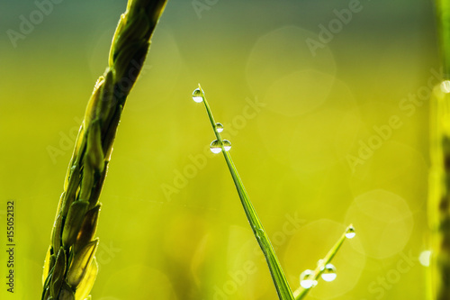 Drop of dew in morning on leaf with sunlight from the sun