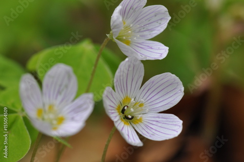 Anemone nemorosa  photo