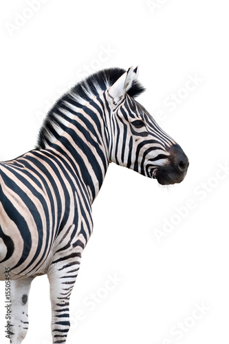 Zebra portrait isolated on white background