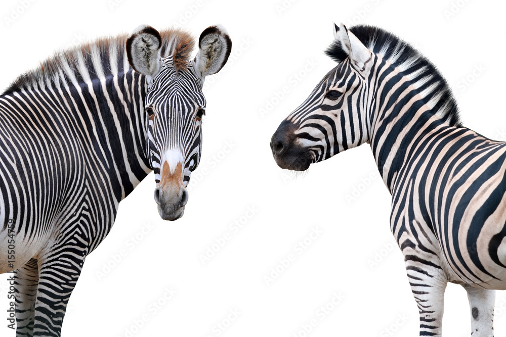 Two zebras portrait isolated on white background - obrazy, fototapety, plakaty 