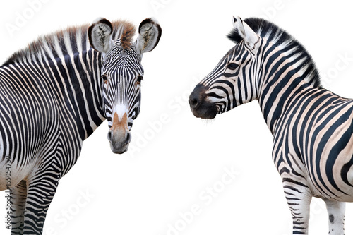 Two zebras portrait isolated on white background photo