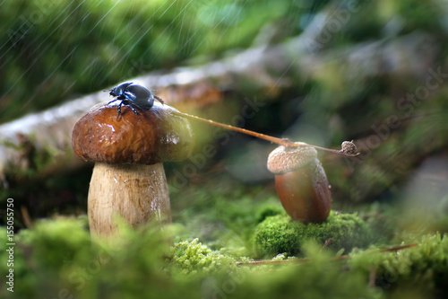 White mushroom in the forest in the clearing under the drops of rain. Black beetle scribe on hat boletus in the forest. Fabulous artistic image. © Laura Pashkevich