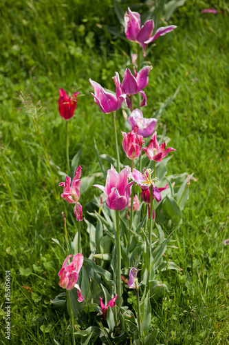 Cultivation of tulips in spring.