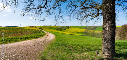 Billede på lærred green summer field in in Kansas