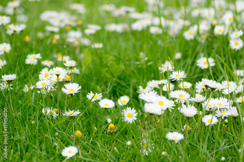 Spring meadow with fresh white daisies