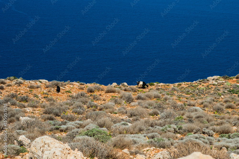 Goats on Sea coast, turquoise water and rocky hill. Road to Balos bay, Crete, Greece
