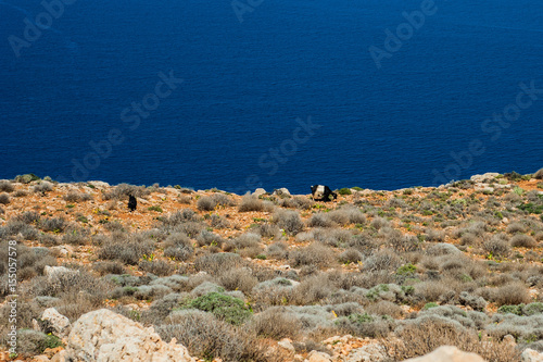 Obraz na płótnie Goats on Sea coast, turquoise water and rocky hill. Road to Balos bay, Crete, Greece w salonie