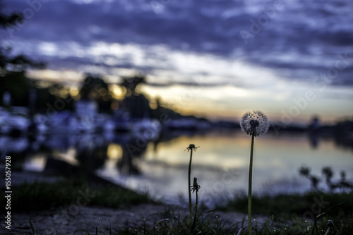 Löwenzahn im Sonnenaufgang am Rheinufer photo