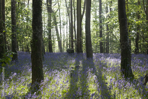 Bluebell wood at Trefusis Estate Flushing Cornwall