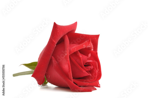 rose rouge isolée sur fond blanc