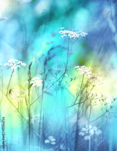 Wild grass on a meadow in nature with mosquitoes with soft focus in summer in spring and blurred macro background. Gentle air light fresh artistic image toned in blue. © Laura Pashkevich