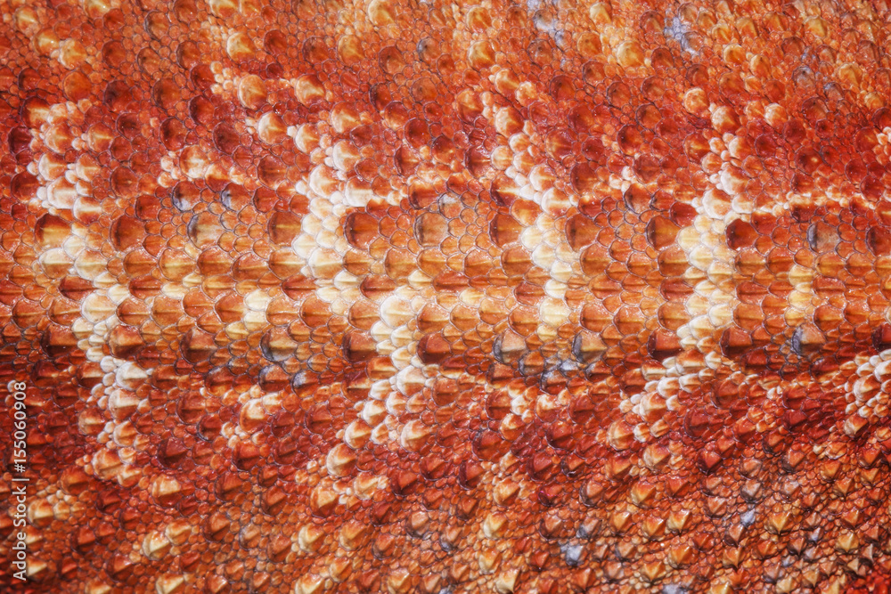 Fototapeta premium Pattern scales on the skin of the Bearded Dragon (Pogona vitticeps)