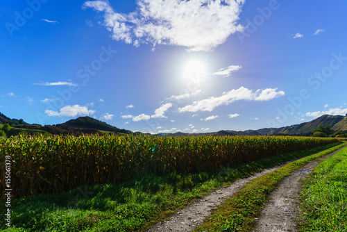 Corn field in Whanganui   North Island of New Zealand