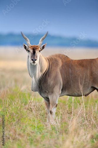 Common eland close up portrait in field photo