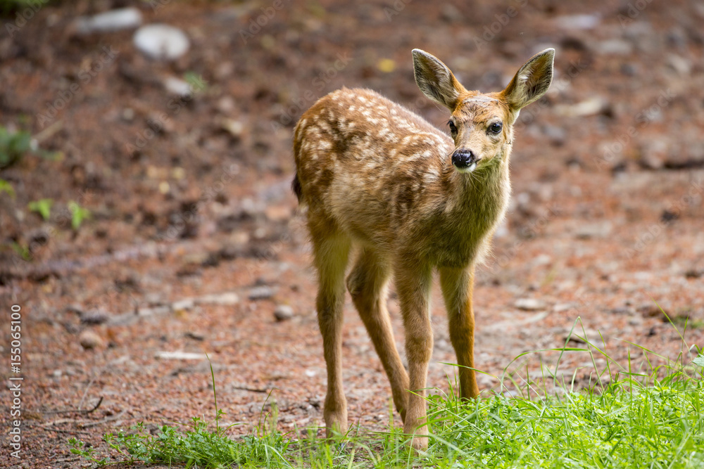 deer fawn foraging in the forest 