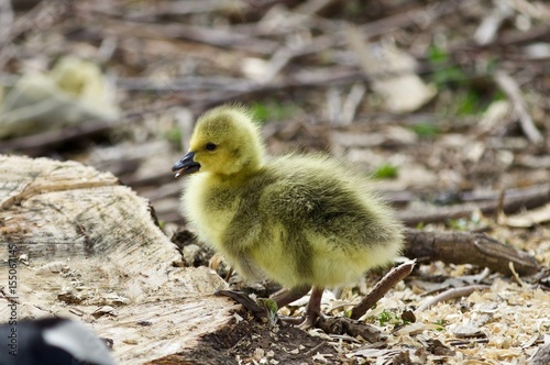 Beautiful isolated photo of a cute funny chick of Canada geese on a stump