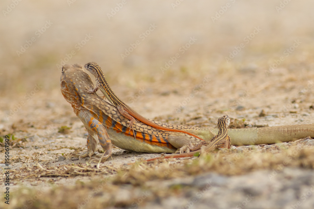 Butterfly lizard in nature,Small-scaled lizard (round lizard) Butterfly lizard in nature,Small-scaled lizard (round lizard)