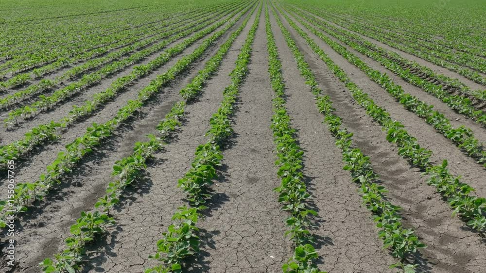 Agriculture, green cultivated soy bean field in spring, 4K footage, strong wind Agriculture, green cultivated soy bean field in spring, 4K footage, strong wind