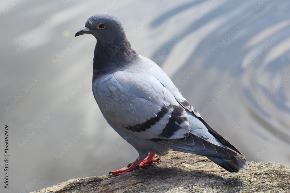 Pigeon posé sur un rocher près d'un lac Pigeon posé sur un rocher près d'un lac
