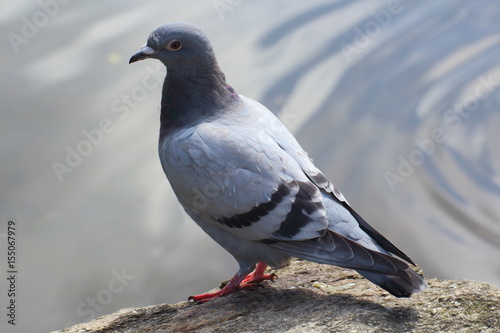 Pigeon posé sur un rocher près d'un lac