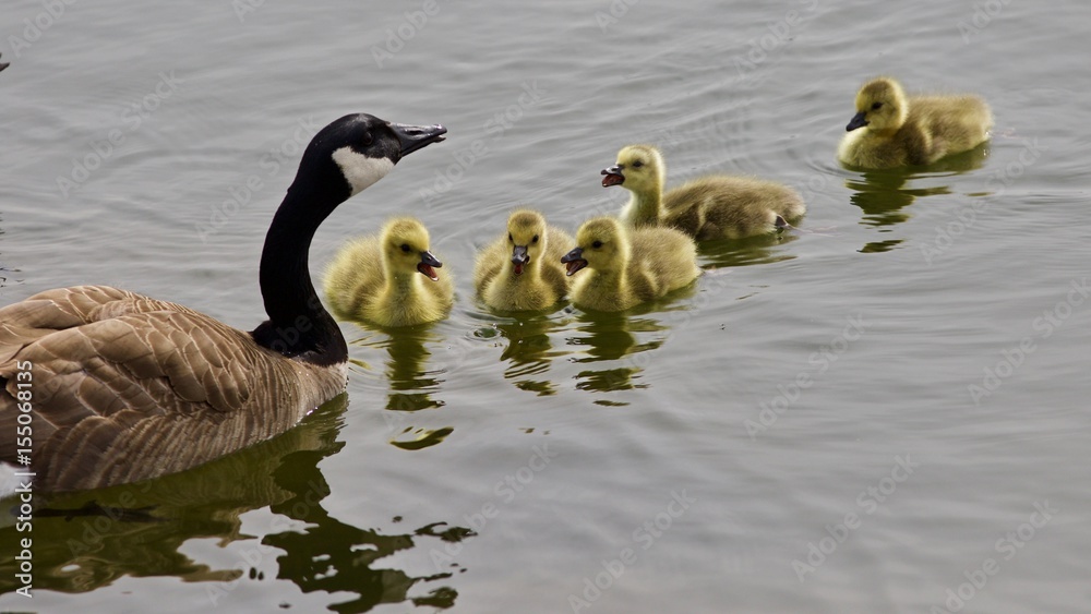 Obraz premium Beautiful background with a young family of Canada geese swimming together