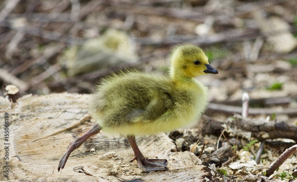 Beautiful isolated picture of a cute funny chick of Canada geese on a stump Beautiful isolated picture of a cute funny chick of Canada geese on a stump