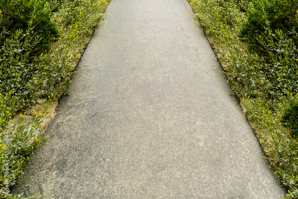 Pavement Road With Green Shrub