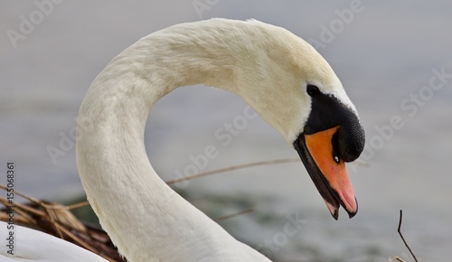 Beautiful isolated photo of a strong mute swan © MrWildLife