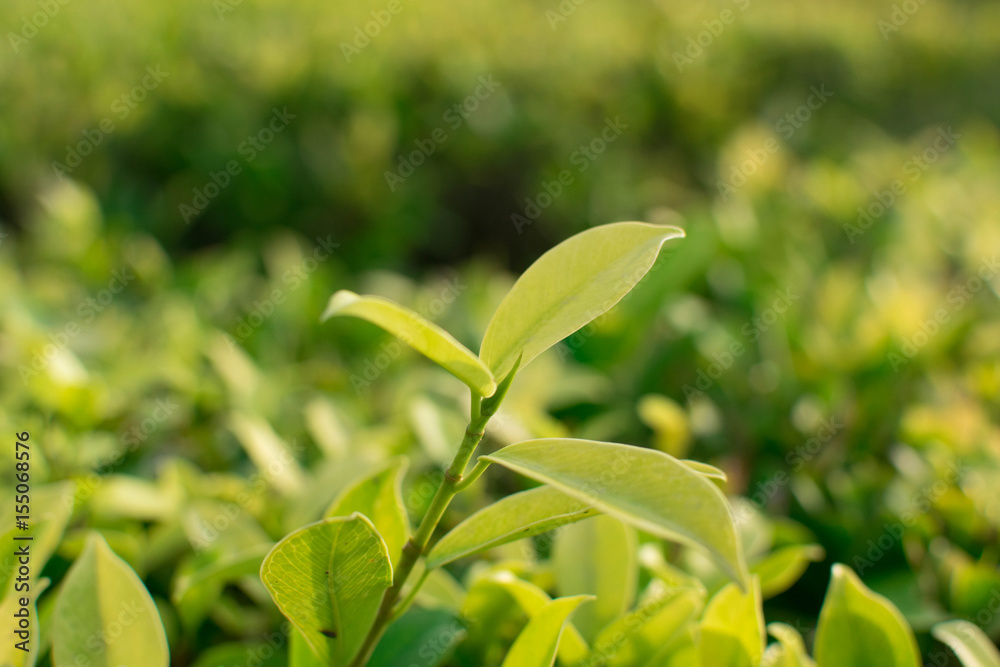 Green leaf for background.